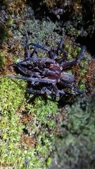 Uliodon albopunctatus