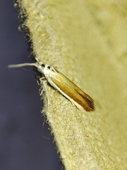 Coleophora albella