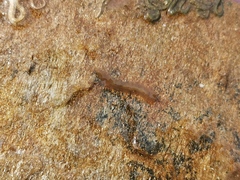 Notoplana