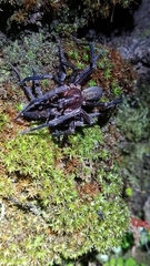 Uliodon albopunctatus