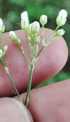 Eremogone longifolia