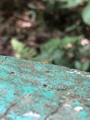Insecta