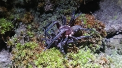 Uliodon albopunctatus