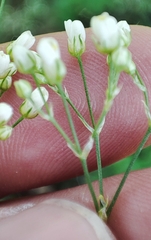 Eremogone longifolia