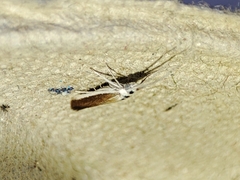 Coleophora albella