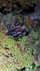 Uliodon albopunctatus