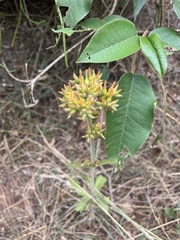 Kalanchoe densiflora