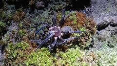 Uliodon albopunctatus