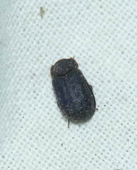 Trox scaber