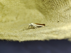 Coleophora albella