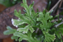Selaginella doederleinii