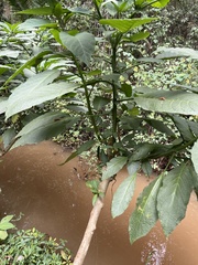 Brugmansia suaveolens