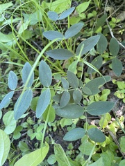 Lathyrus venosus