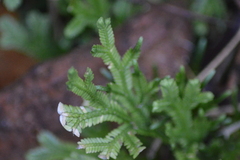 Selaginella doederleinii