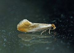 Tinea semifulvella