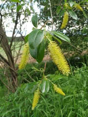 Salix × meyeriana