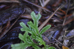 Selaginella doederleinii