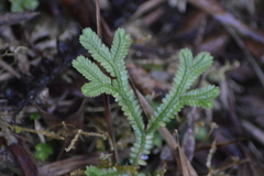 Selaginella doederleinii