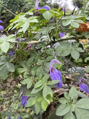 Brillantaisia owariensis