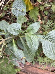 Brillantaisia