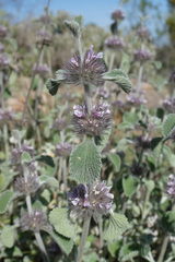 Marrubium supinum