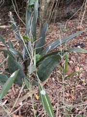 Sansevieria trifasciata image