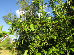 Berberis integerrima
