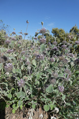 Marrubium supinum