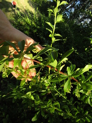 Berberis integerrima