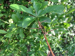 Berberis integerrima