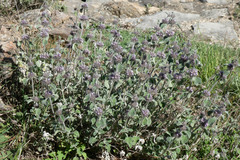 Marrubium supinum