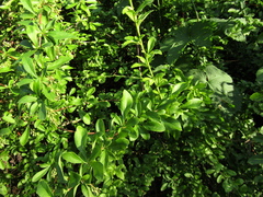 Berberis integerrima