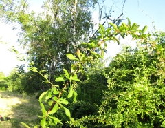 Berberis integerrima