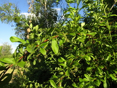 Berberis integerrima
