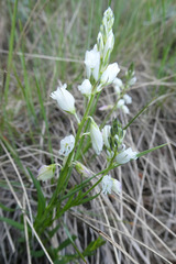 Polygala nicaeensis