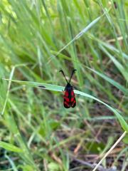 Zygaena graslini