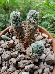 Mammillaria sphacelata