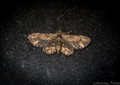 Gymnoscelis aenictopa