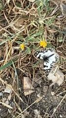 Melanargia titea