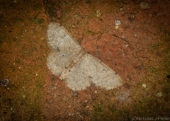 Idaea pilosata