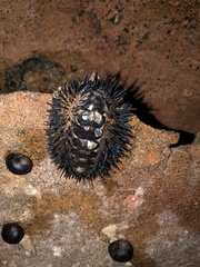 Acanthopleura spinosa