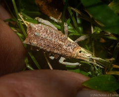Leptopius setosus