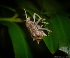 Leptopius setosus