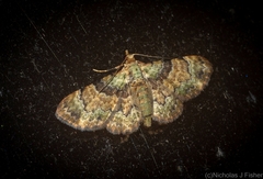 Gymnoscelis derogata