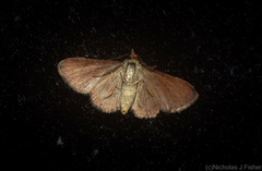 Gymnoscelis derogata