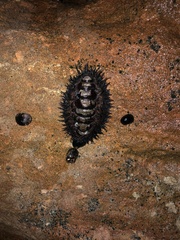 Acanthopleura spinosa