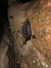 Acanthopleura spinosa