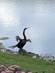Anhinga anhinga leucogaster