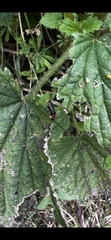 Silis ruficollis