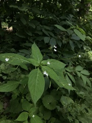 Impatiens brachycentra